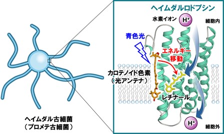 Discovery of a Highly Sensitive Light-Driven Hydrogen Ion Pump from Prometheus Archaea